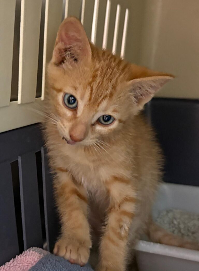 multimedia-foto94169-919-1