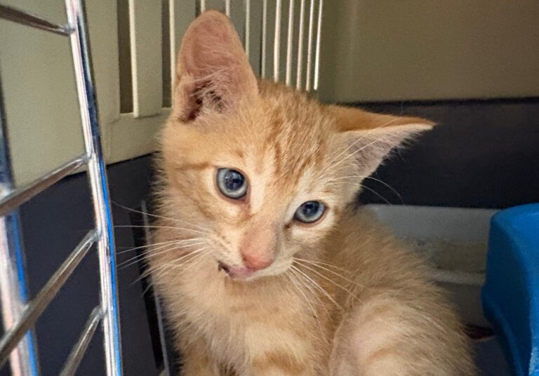 multimedia-foto94170-920-1