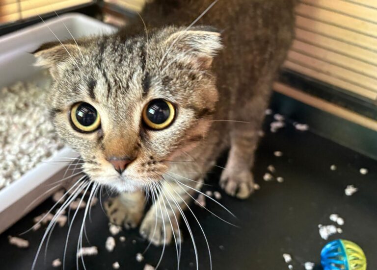 multimedia-foto94173-61-1