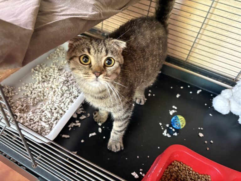 multimedia-foto94175-61-1