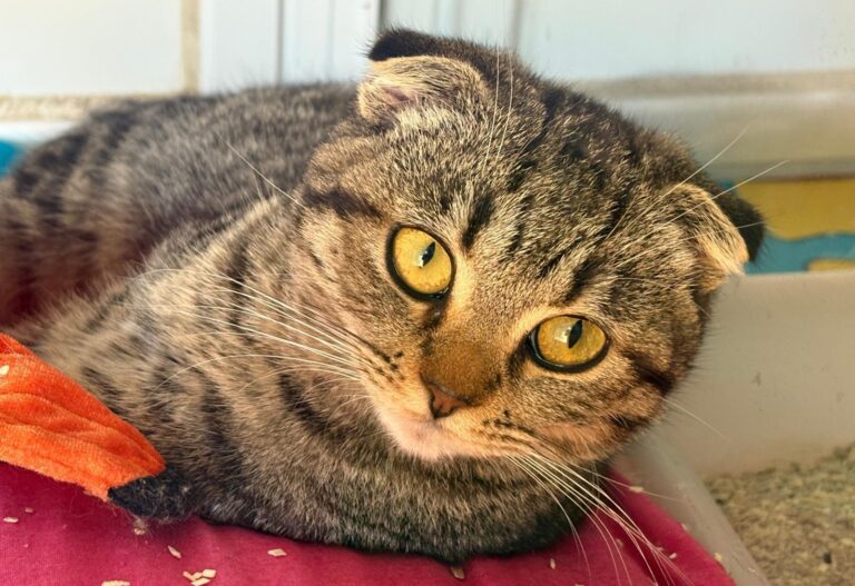 multimedia-foto94176-62-1