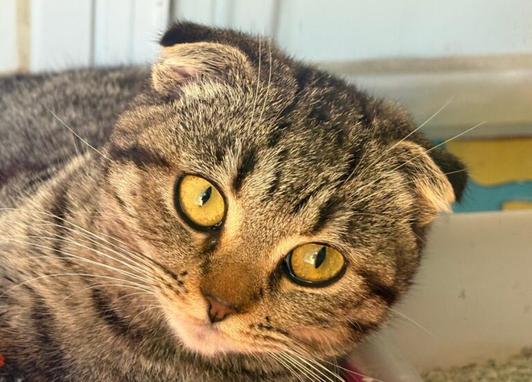 multimedia-foto94177-62-1