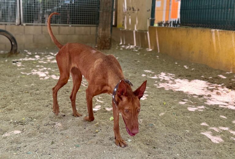 multimedia-foto94178-691-1