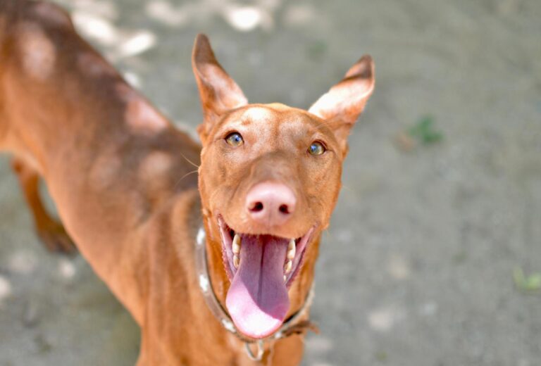 multimedia-foto94179-691-1