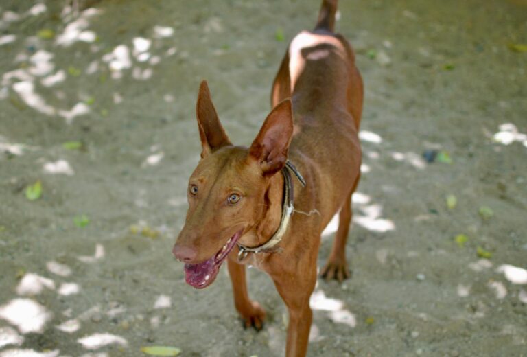 multimedia-foto94180-692-1