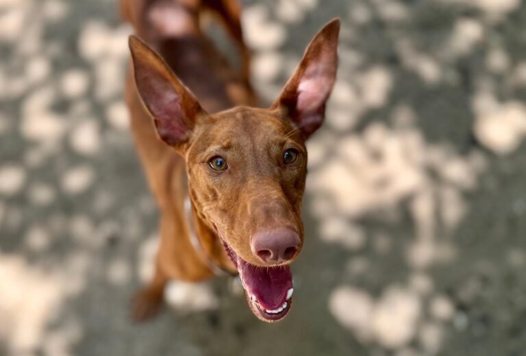 multimedia-foto94181-692-1