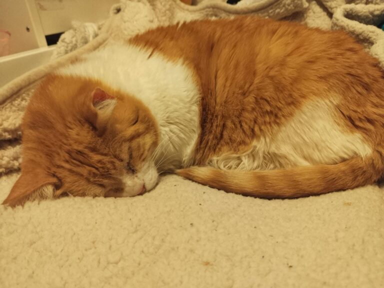 multimedia-foto94190-637-3