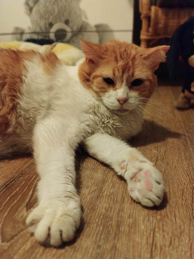 multimedia-foto94191-637-3