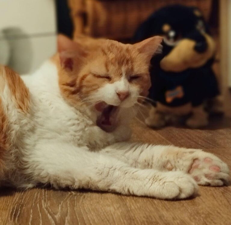 multimedia-foto94196-639-3