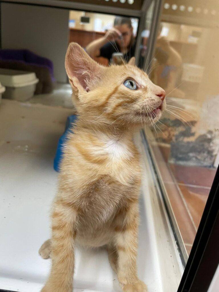 multimedia-foto94197-726-1