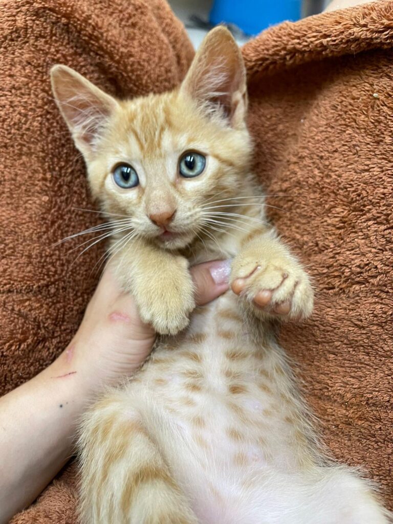 multimedia-foto94199-727-1