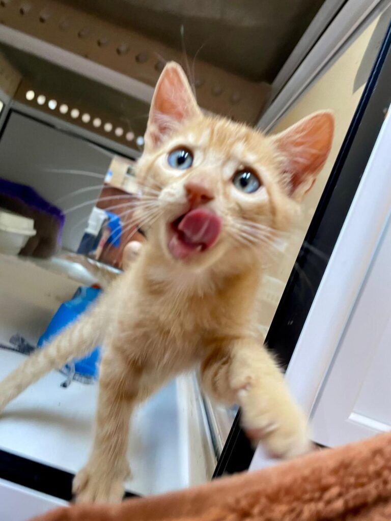 multimedia-foto94200-727-1