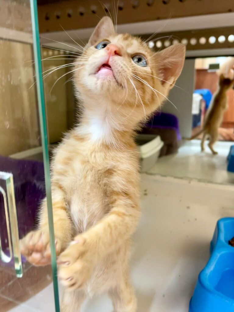 multimedia-foto94202-728-1