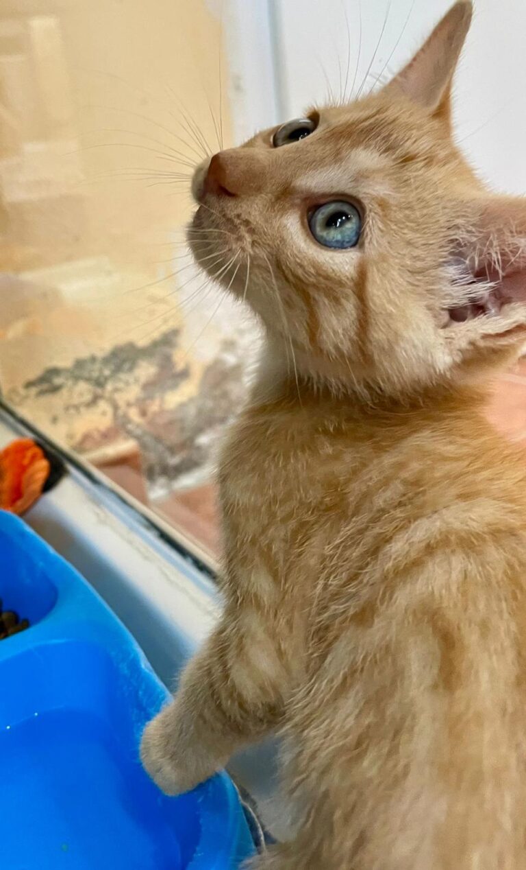 multimedia-foto94203-728-1