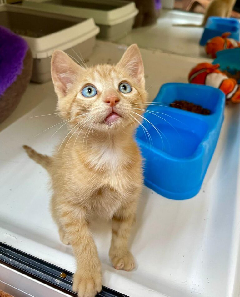 multimedia-foto94204-728-1