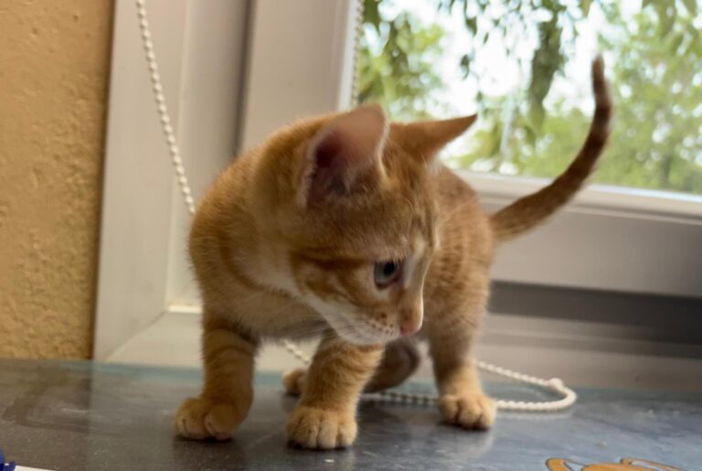 multimedia-foto94223-388-1