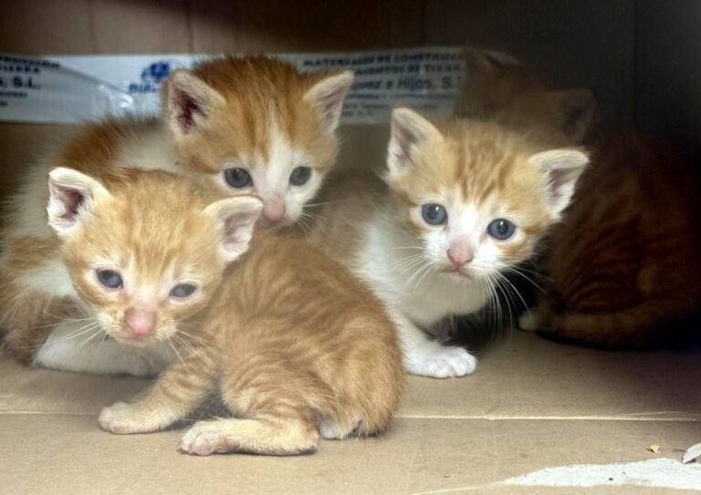 multimedia-foto94227-955-1