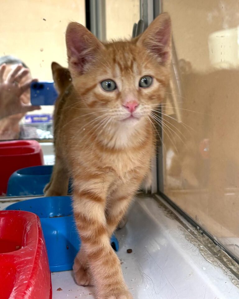 multimedia-foto94229-516-1