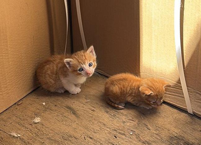 multimedia-foto94232-964-1