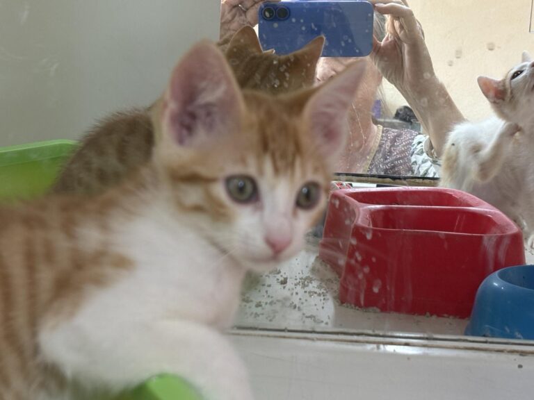 multimedia-foto94235-616-1