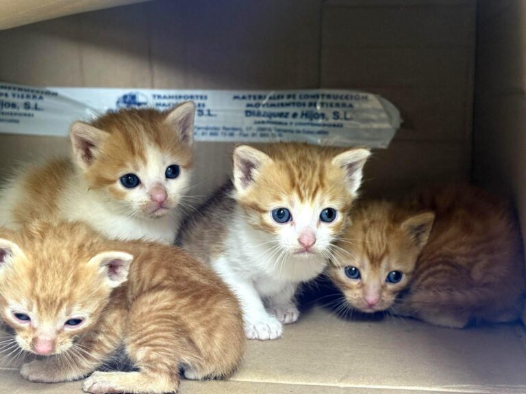 multimedia-foto94240-968-1