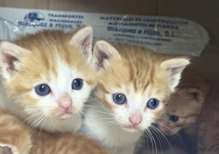 multimedia-foto94241-743-1