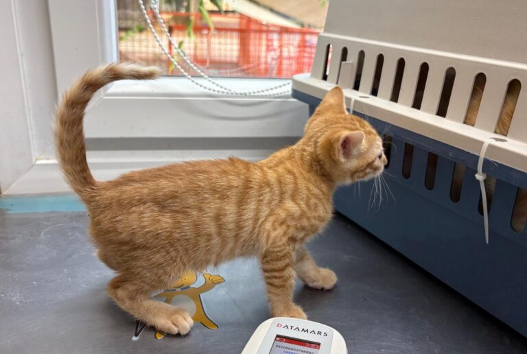 multimedia-foto94242-388-1