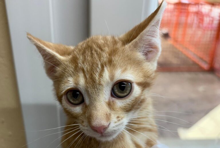 multimedia-foto94244-389-1