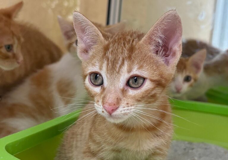 multimedia-foto94245-389-1