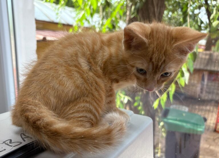 multimedia-foto94247-516-1