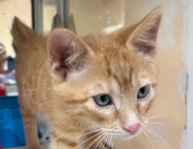 multimedia-foto94248-516-1