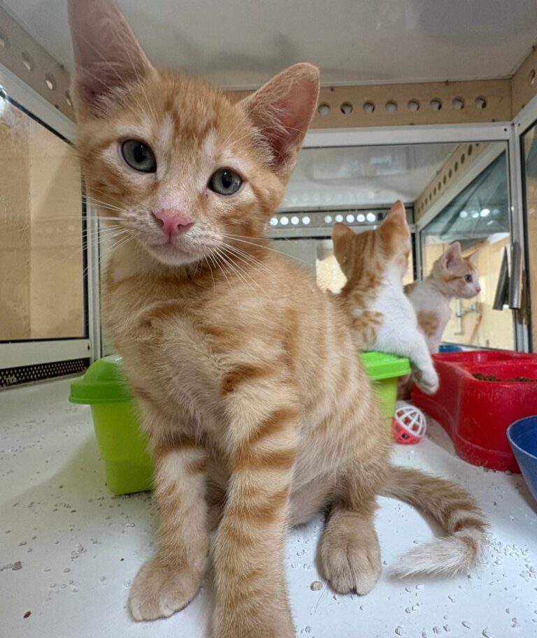 multimedia-foto94249-517-1