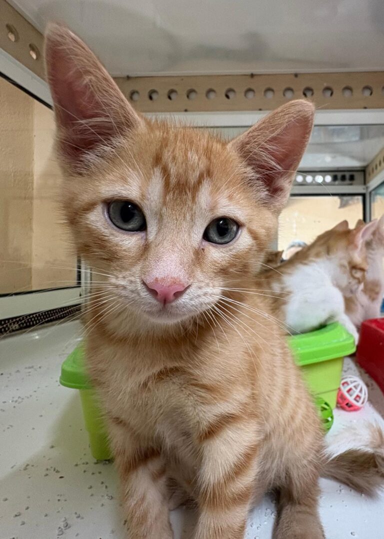 multimedia-foto94250-517-1