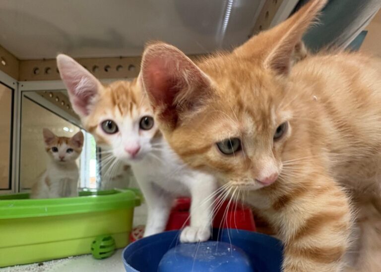 multimedia-foto94251-517-1