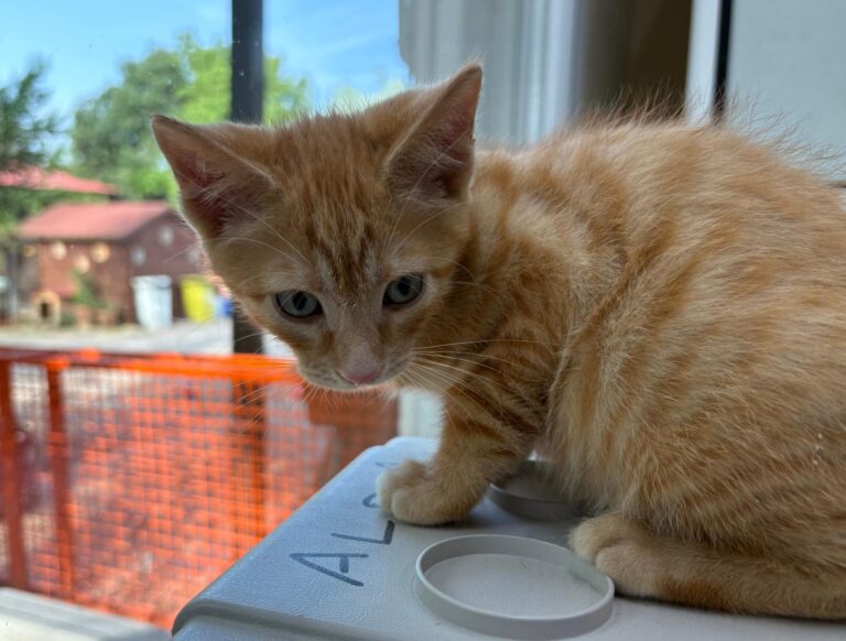 multimedia-foto94252-518-1