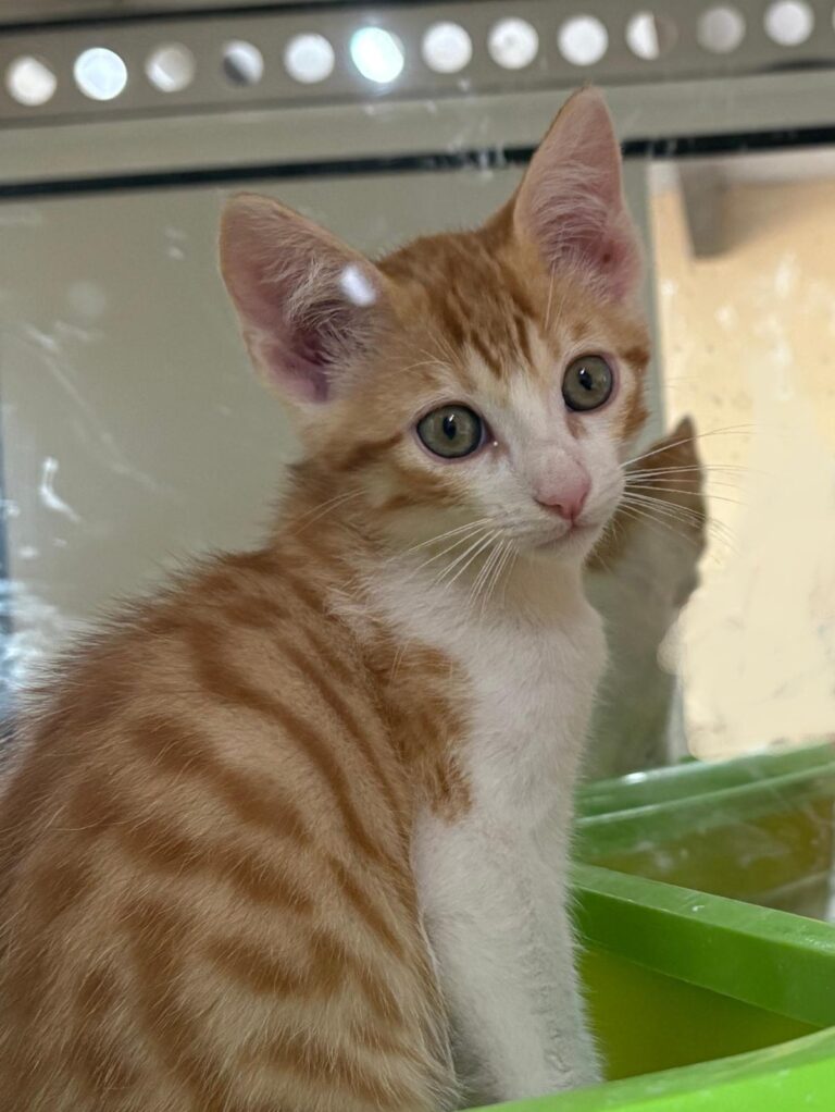 multimedia-foto94253-616-1