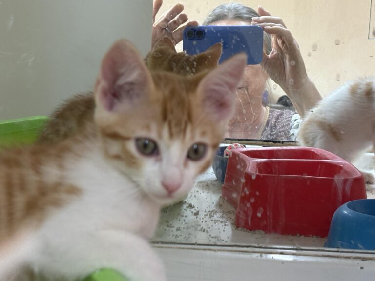 multimedia-foto94254-617-1