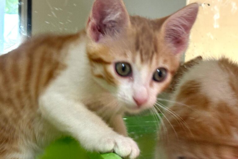 multimedia-foto94255-617-1