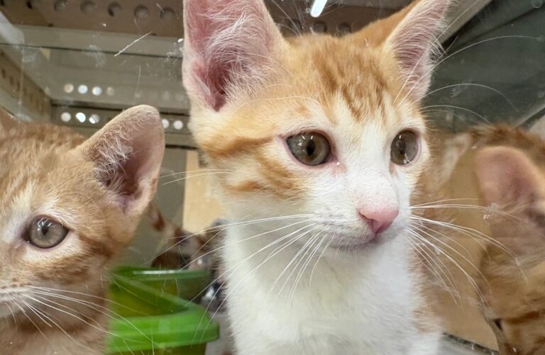 multimedia-foto94256-617-1