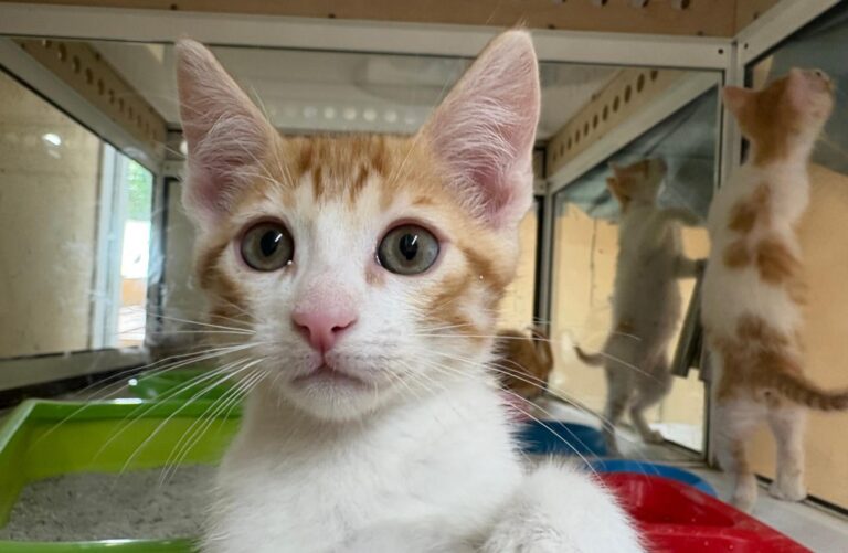 multimedia-foto94257-617-1