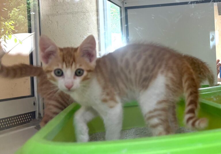 multimedia-foto94258-618-1