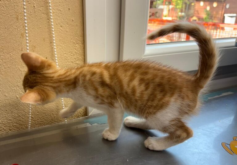 multimedia-foto94259-618-1