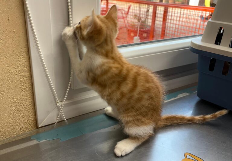 multimedia-foto94260-618-1