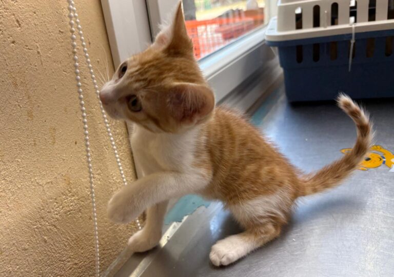 multimedia-foto94261-618-1