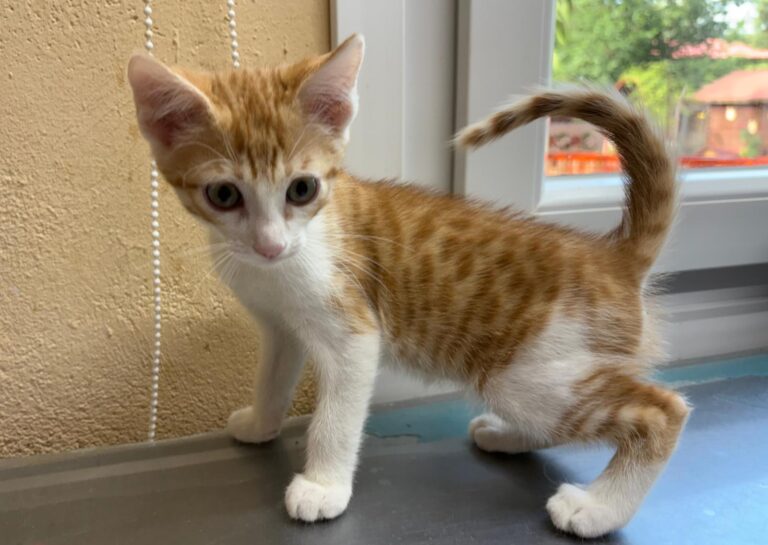 multimedia-foto94262-619-1