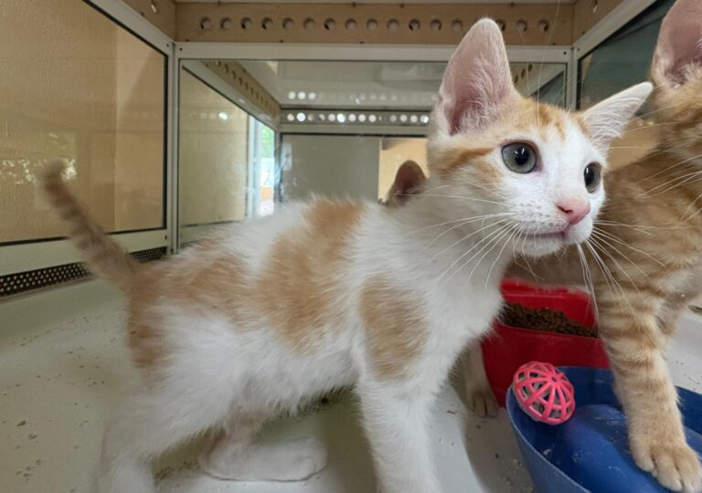 multimedia-foto94264-743-1