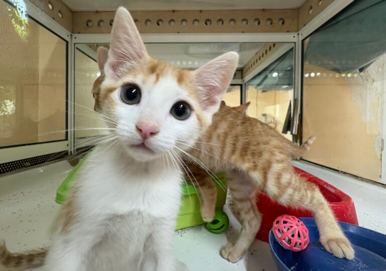 multimedia-foto94265-743-1