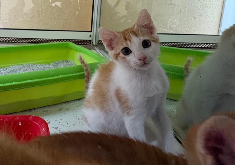 multimedia-foto94267-744-1