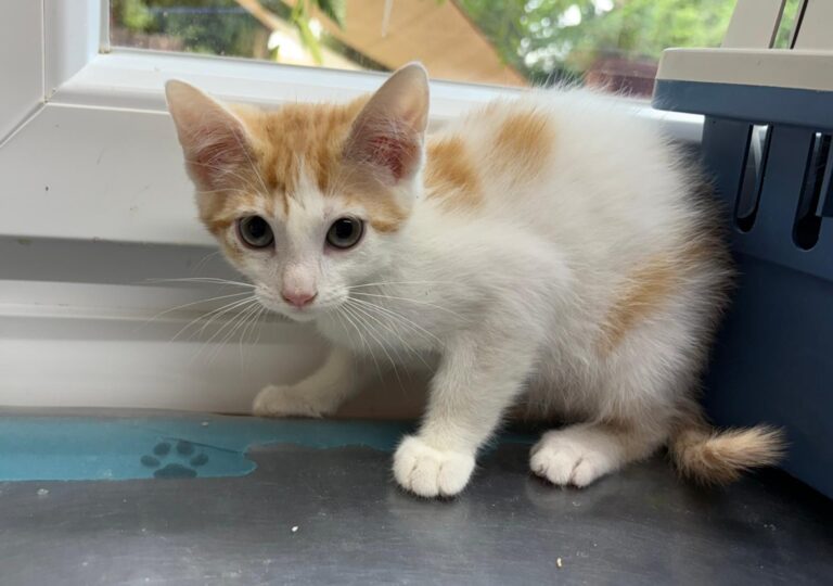 multimedia-foto94268-744-1