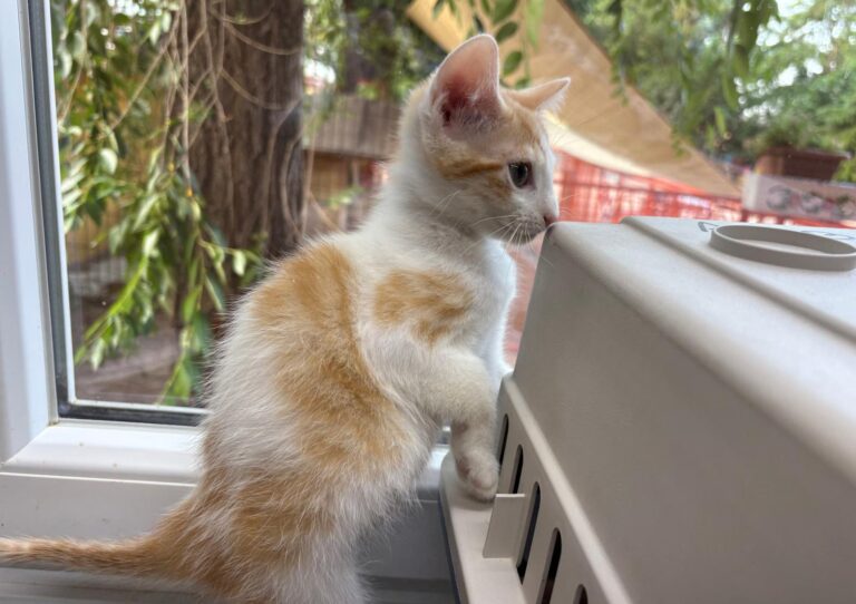 multimedia-foto94270-745-1